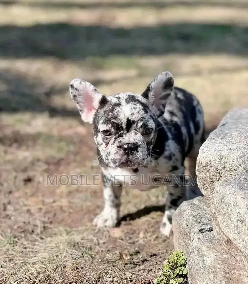 1-3 months Male Purebred American Bully