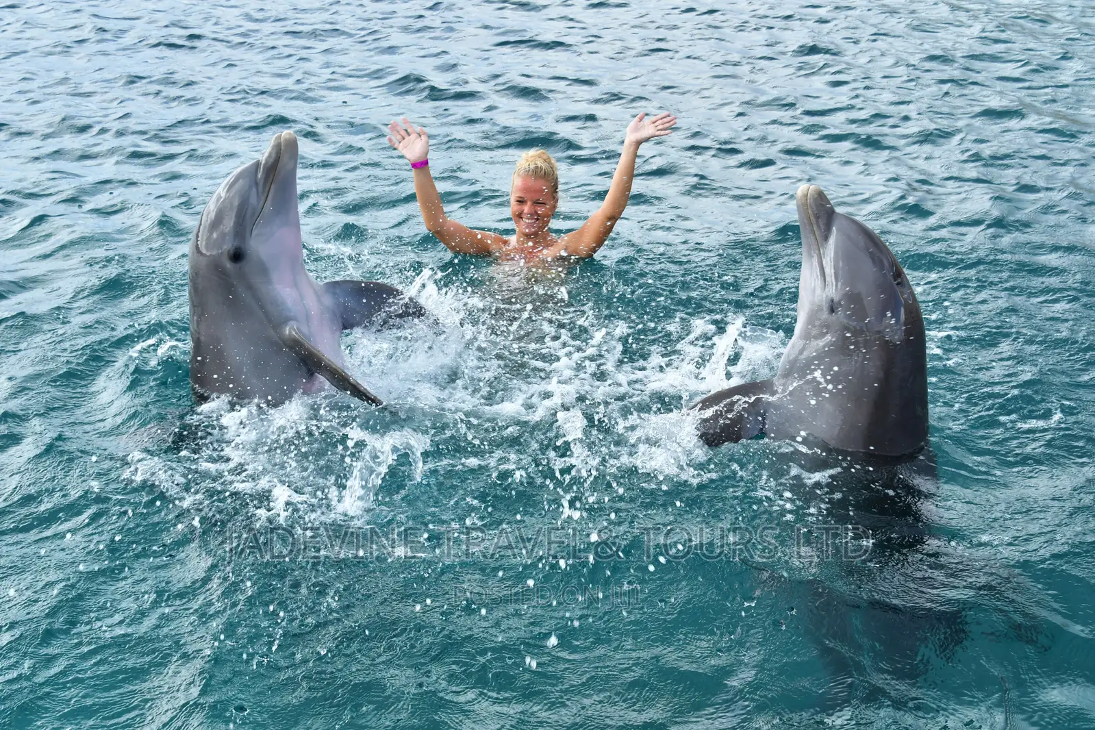 The Dolphin Tour