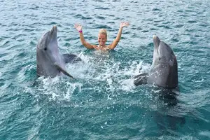 The Dolphin Tour