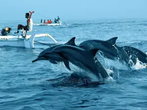 The Dolphin Tour