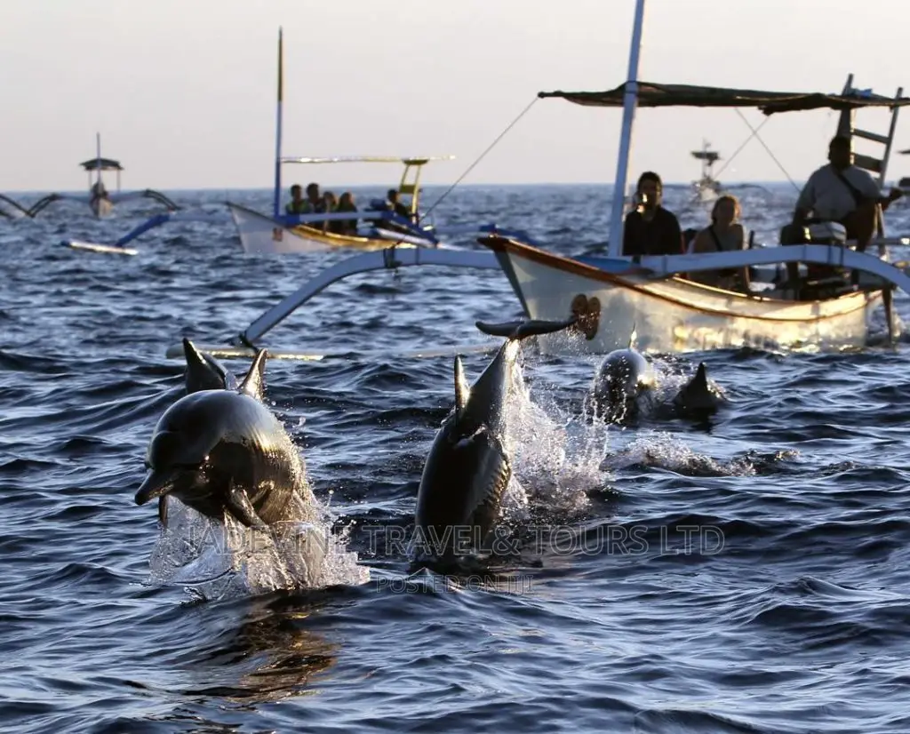 The Dolphin Tour
