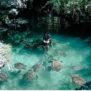 The Sea Turtles