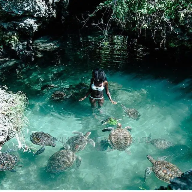 The Sea Turtles