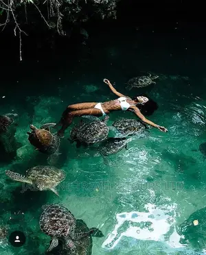 The Sea Turtles
