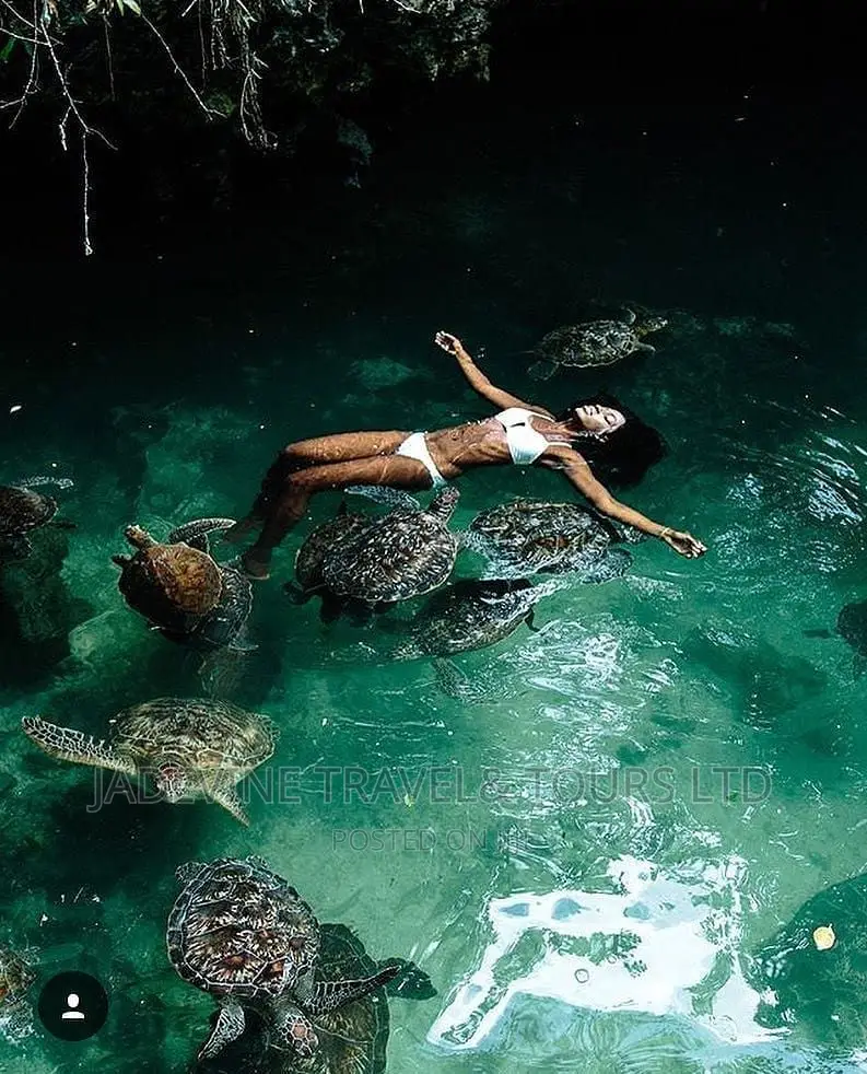 The Sea Turtles