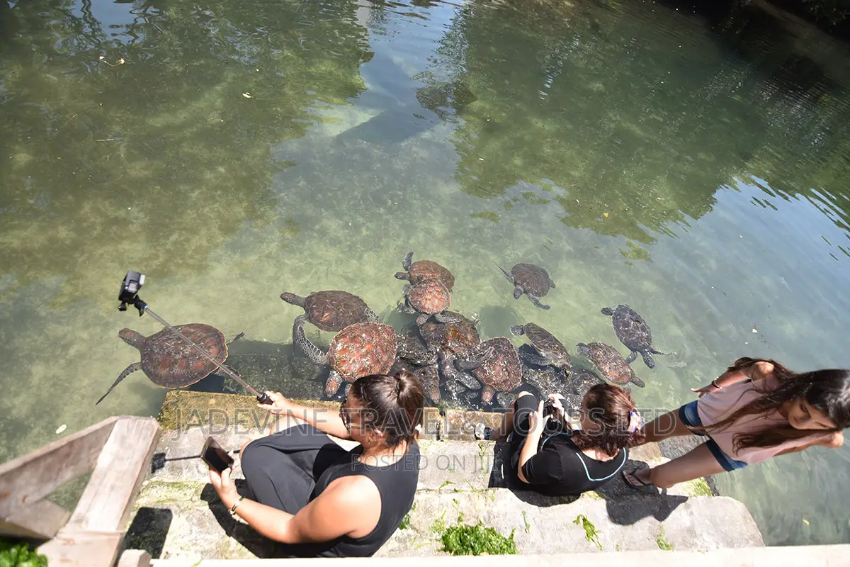The Sea Turtles