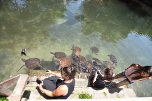 The Sea Turtles