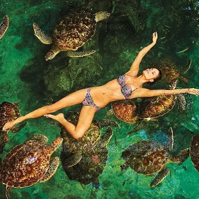 The Sea Turtles