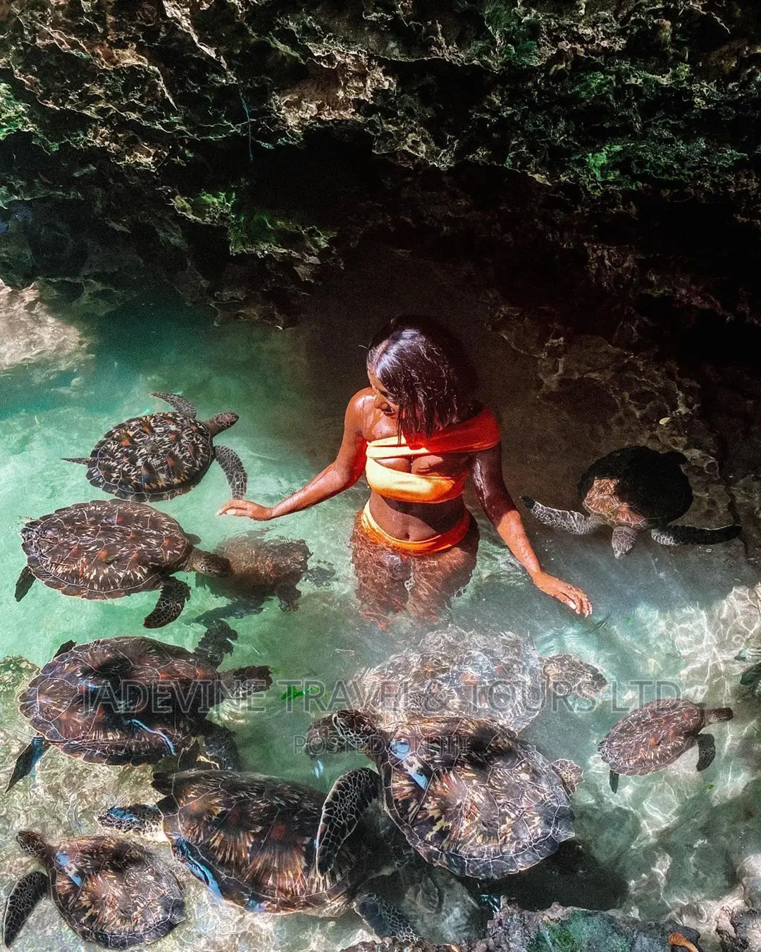 The Sea Turtles