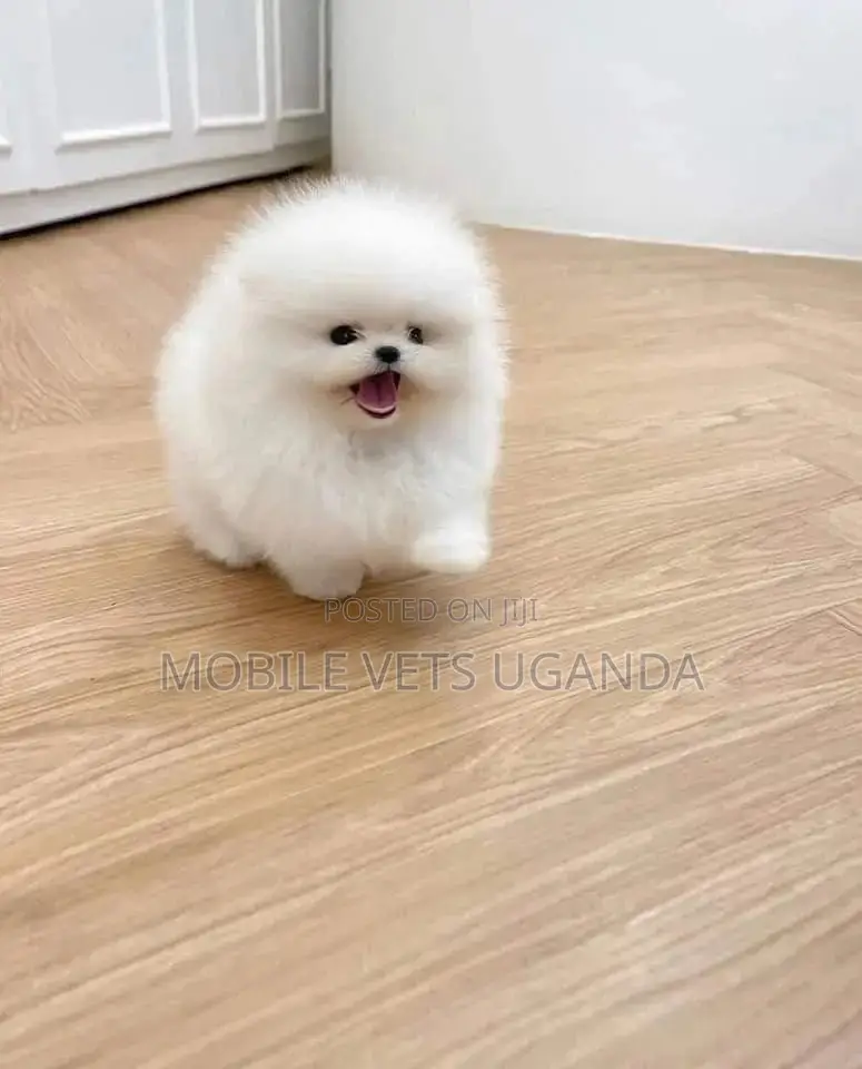 1-3 months Male Purebred Pomeranian