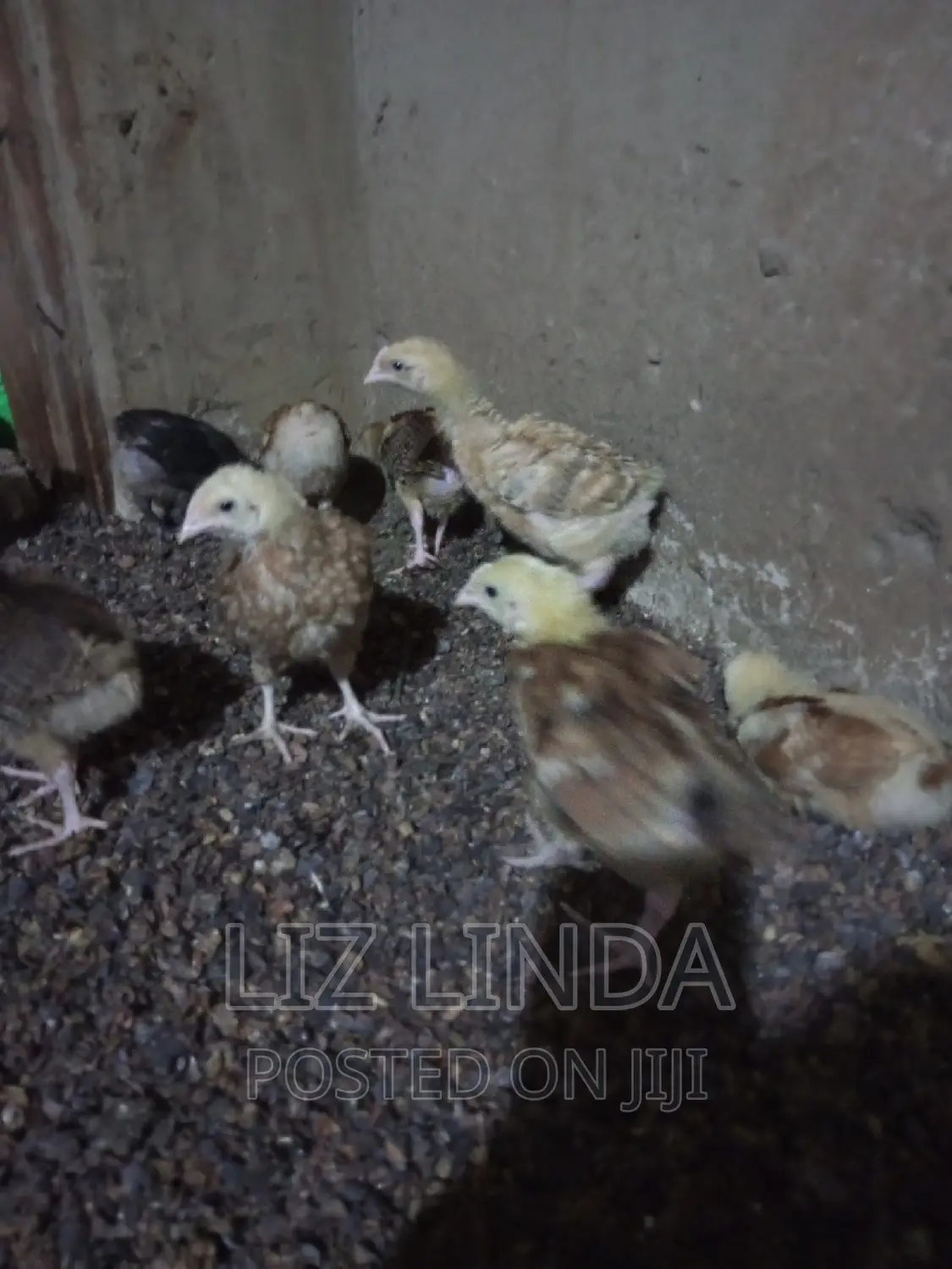 Free Range Kroilers of 1month.