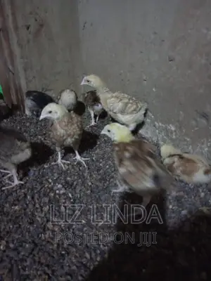 Free Range Kroilers of 1month.