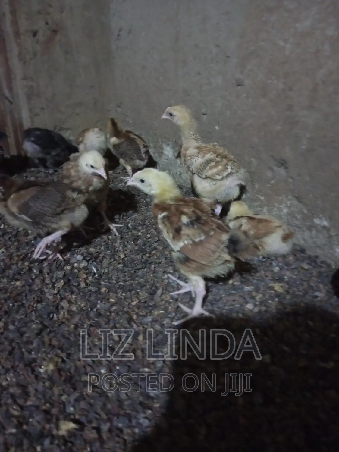 Free Range Kroiler of 1month 12.
