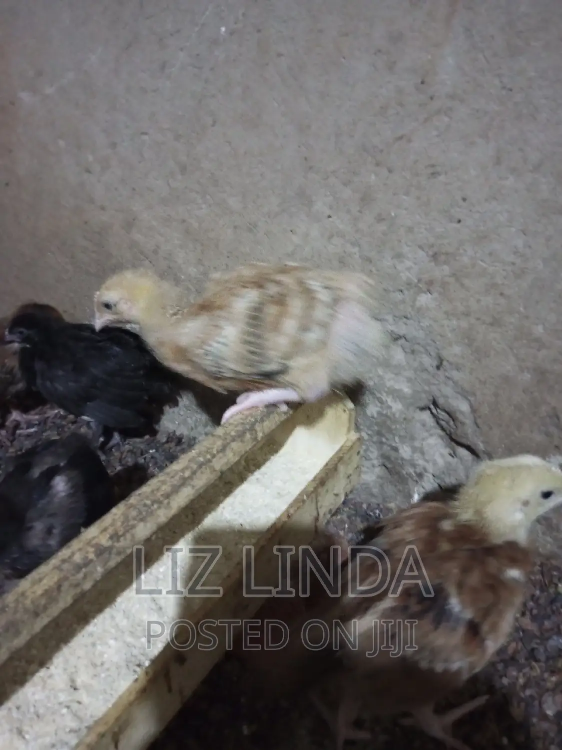 Free Range Kroiler of 1month 12.