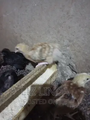 Free Range Kroiler of 1month 12.
