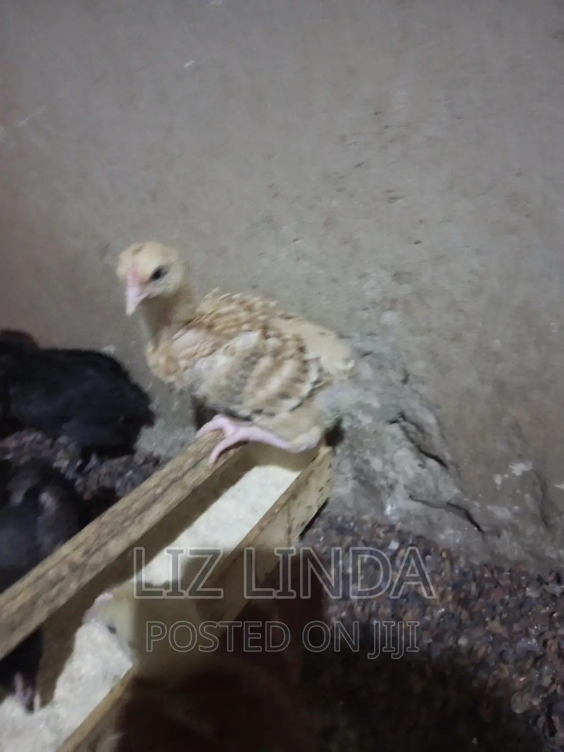 Free Range Kroilers of 1month 13.
