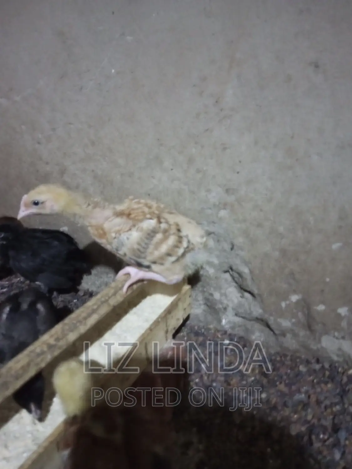 Free Range Kroilers of 1month 13.