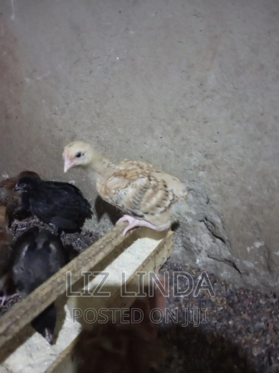 Free Range Kroilers of 1month 13.