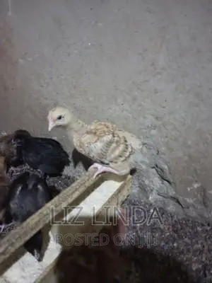 Free Range Kroilers of 1month 13.