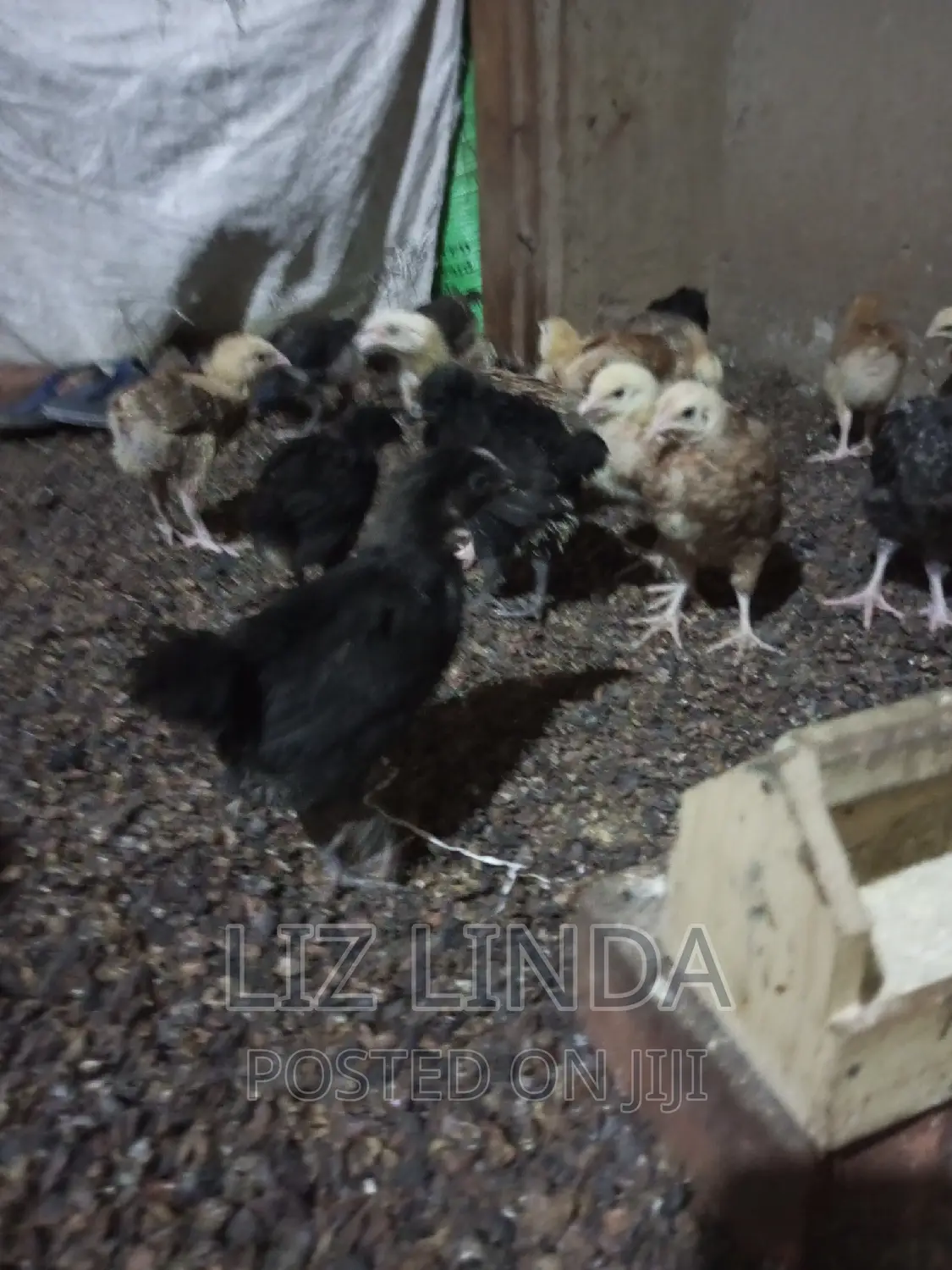 Free Range Kroilers of 1month 14.