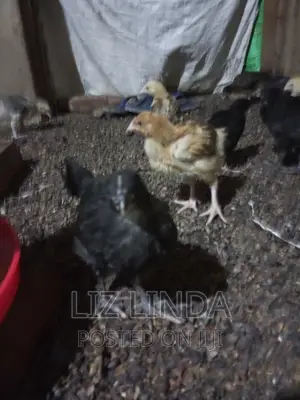Free Range Kroilers of 1month 14.