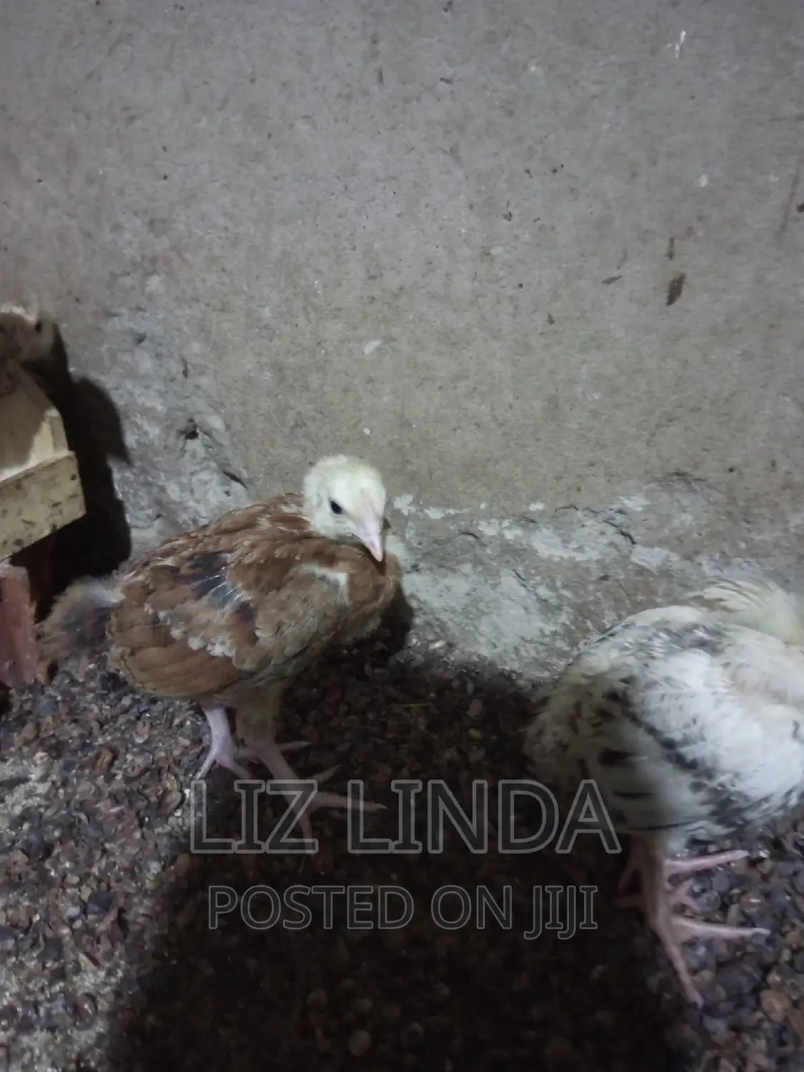 Free Range Kroilers of 1month 14.