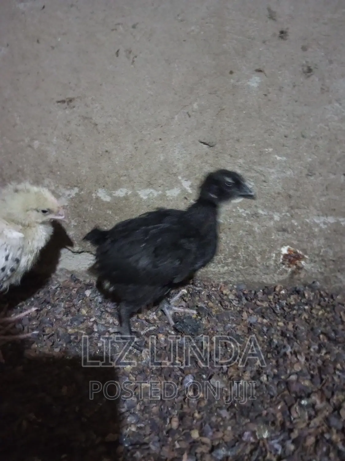 Free Range Local Chickens 12.