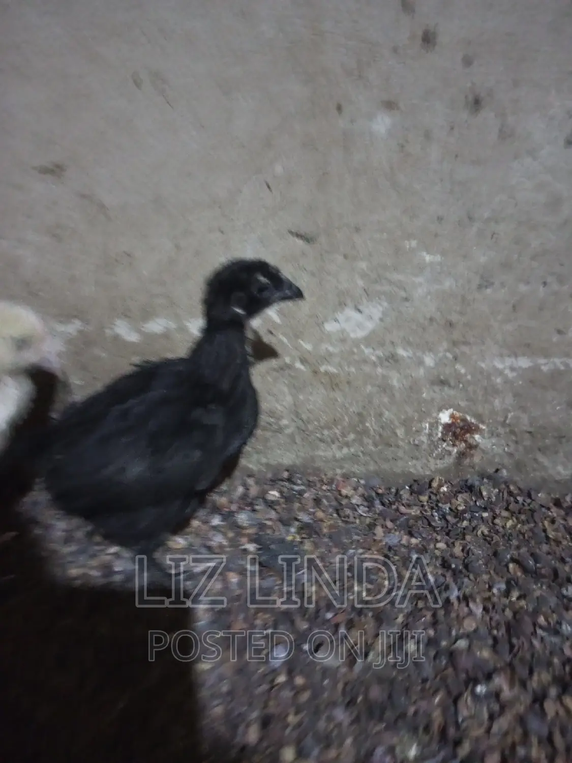 Free Range Local Chickens 12.