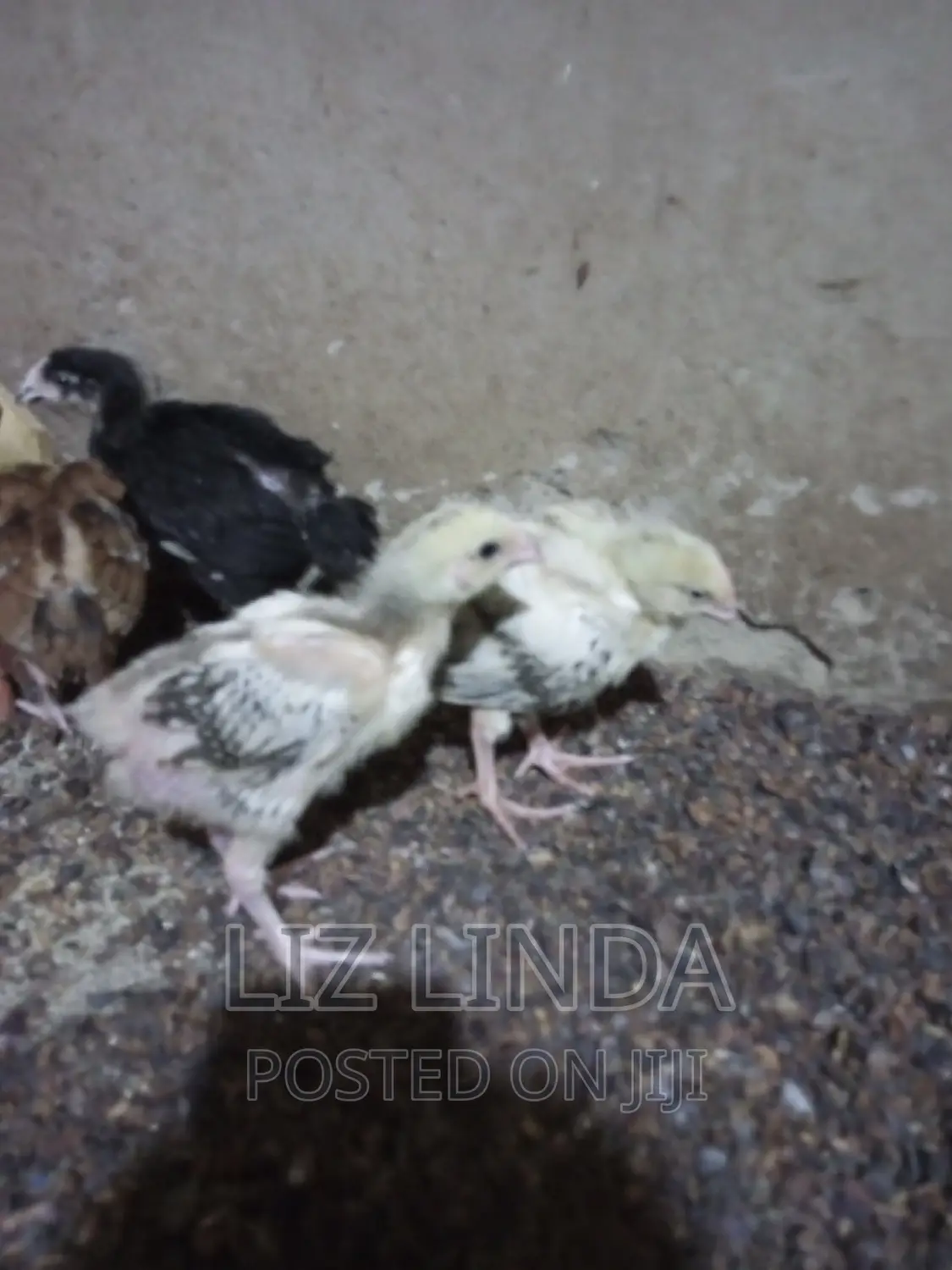 Free Range Local Chickens 13.