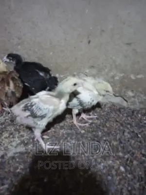 Free Range Local Chickens 13.