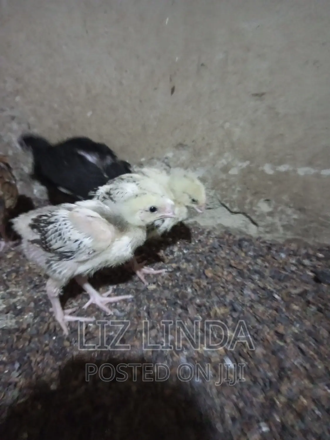 Free Range Local Chickens 13.