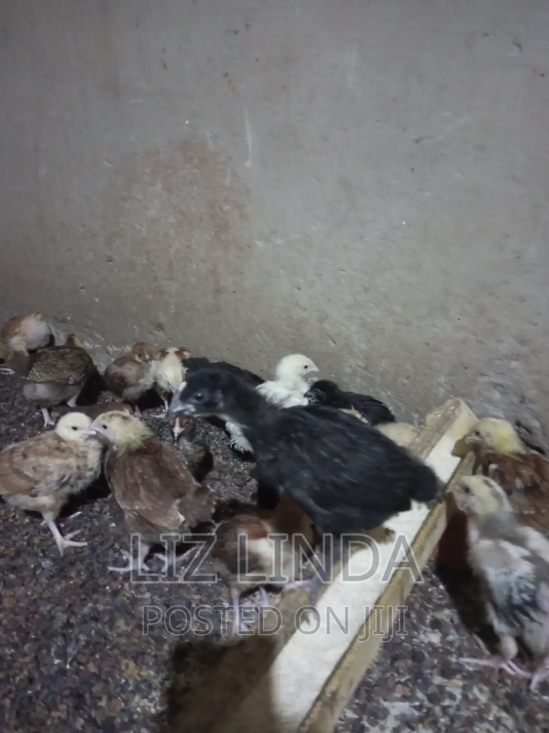 Free Range Local Chickens 14.