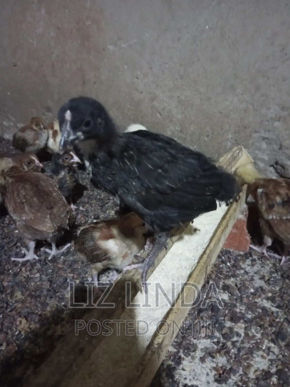 Free Range Local Chickens 14.