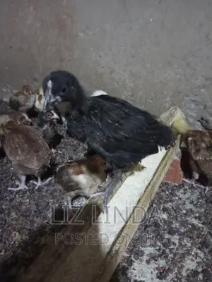 Free Range Local Chickens 14.