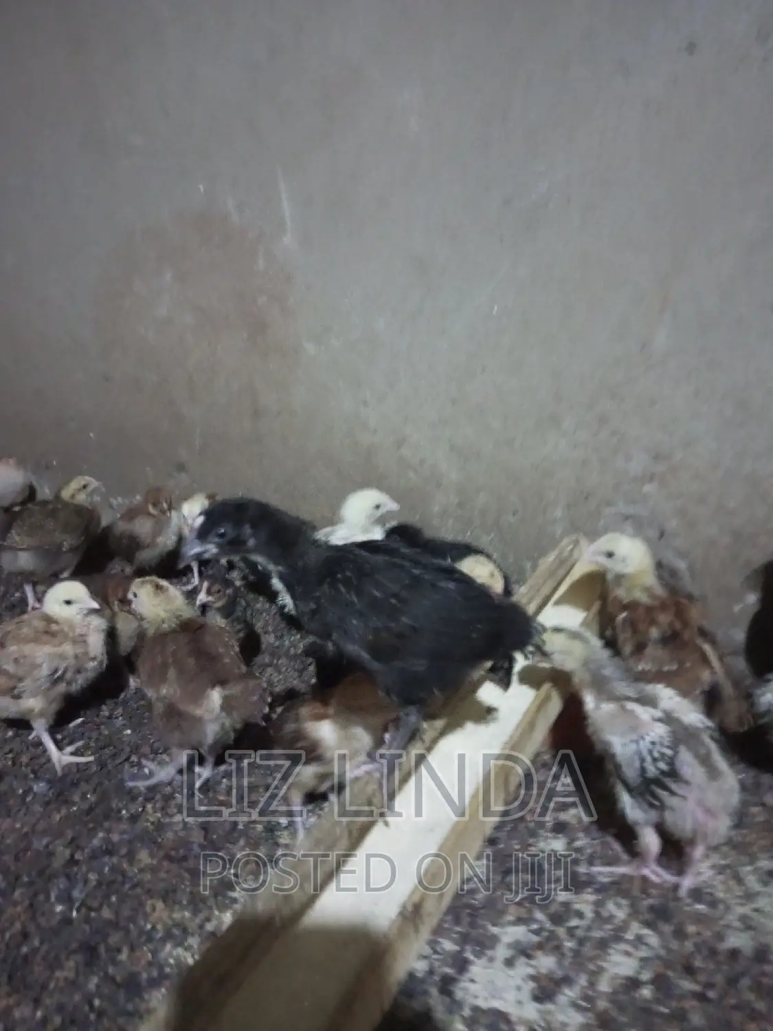 Free Range Local Chickens 15.