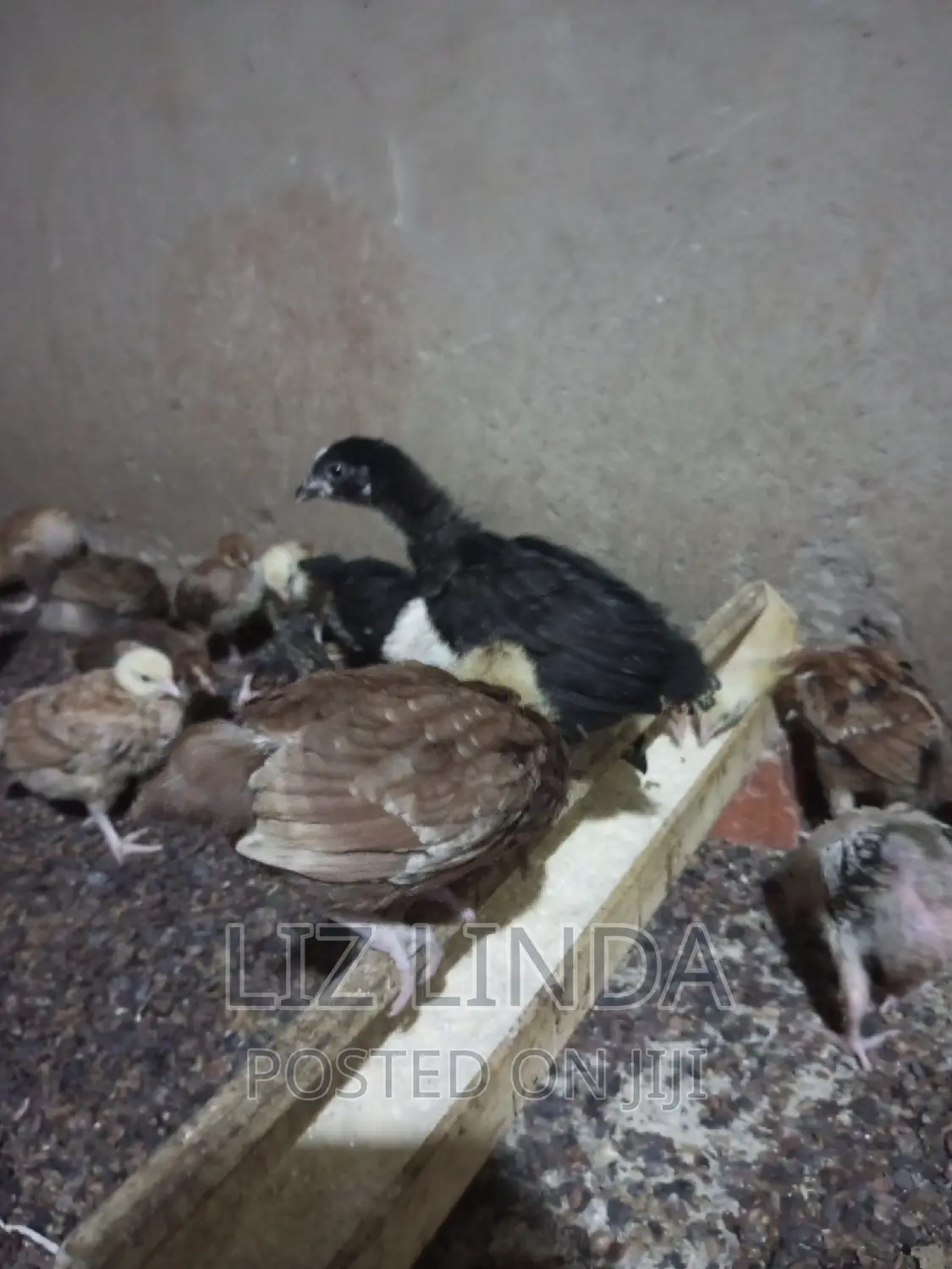 Free Range Local Chickens 15.