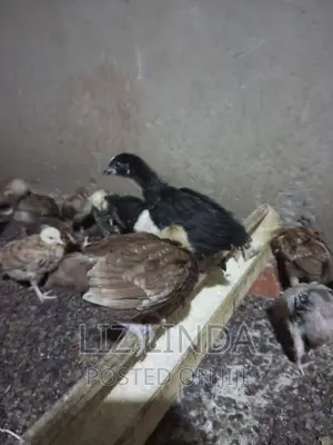 Free Range Local Chickens 15.