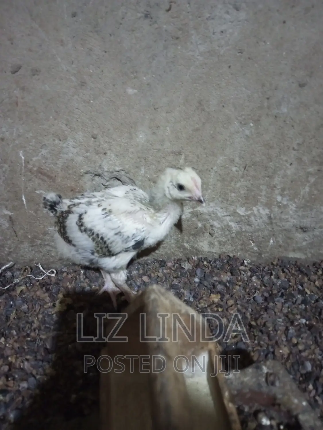 Free Range Different Breeds of Chickens 12.