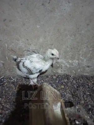 Free Range Different Breeds of Chickens 12.