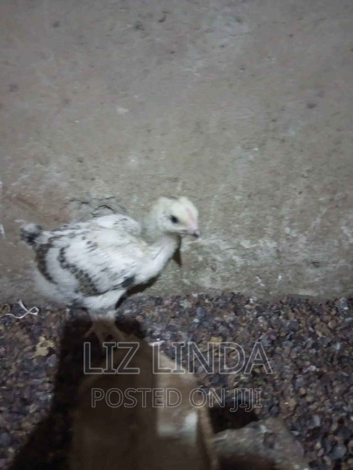 Free Range Different Breeds of Chickens 12.