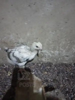 Free Range Different Breeds of Chickens 12.