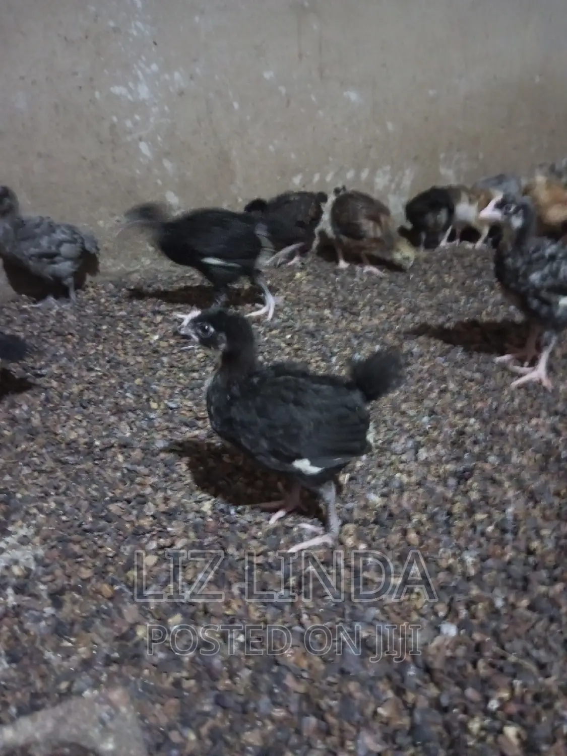Free Range Local Chickens 16.