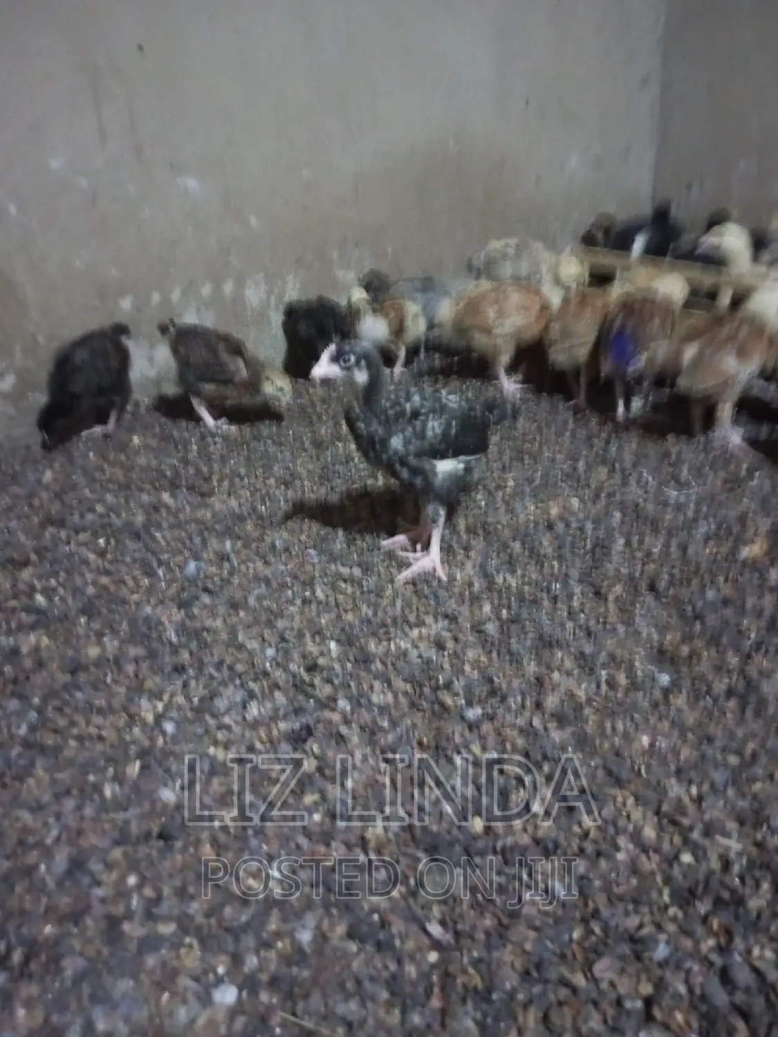 Free Range Local Chickens 16.