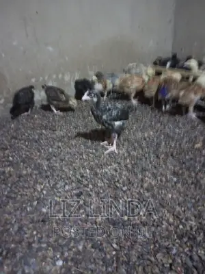 Free Range Local Chickens 16.