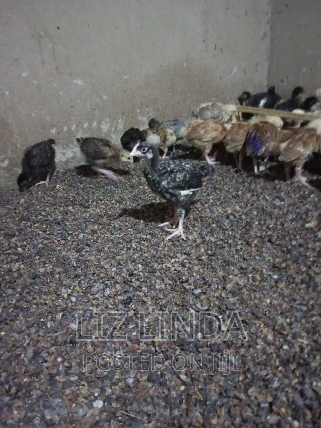 Free Range Local Chickens 16.