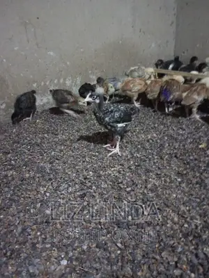 Free Range Local Chickens 16.