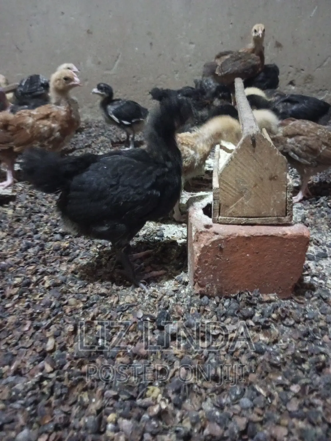 Free Range Kroiler Chickens of One Month 12.