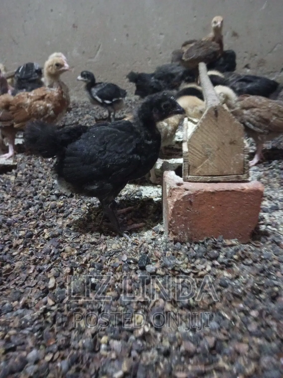 Free Range Local Chickens at One Month 13.