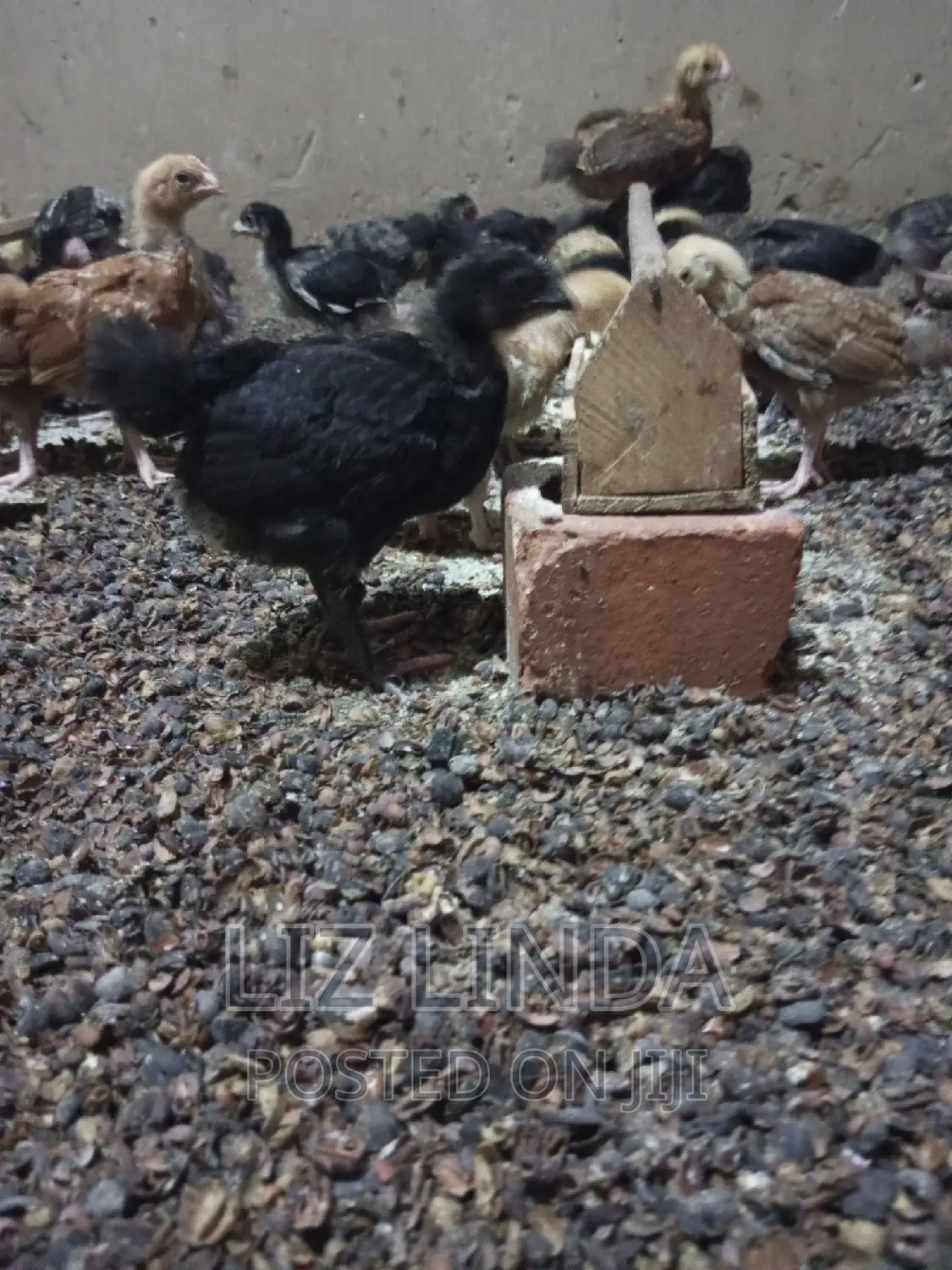 Free Range Local Chickens at One Month 13.