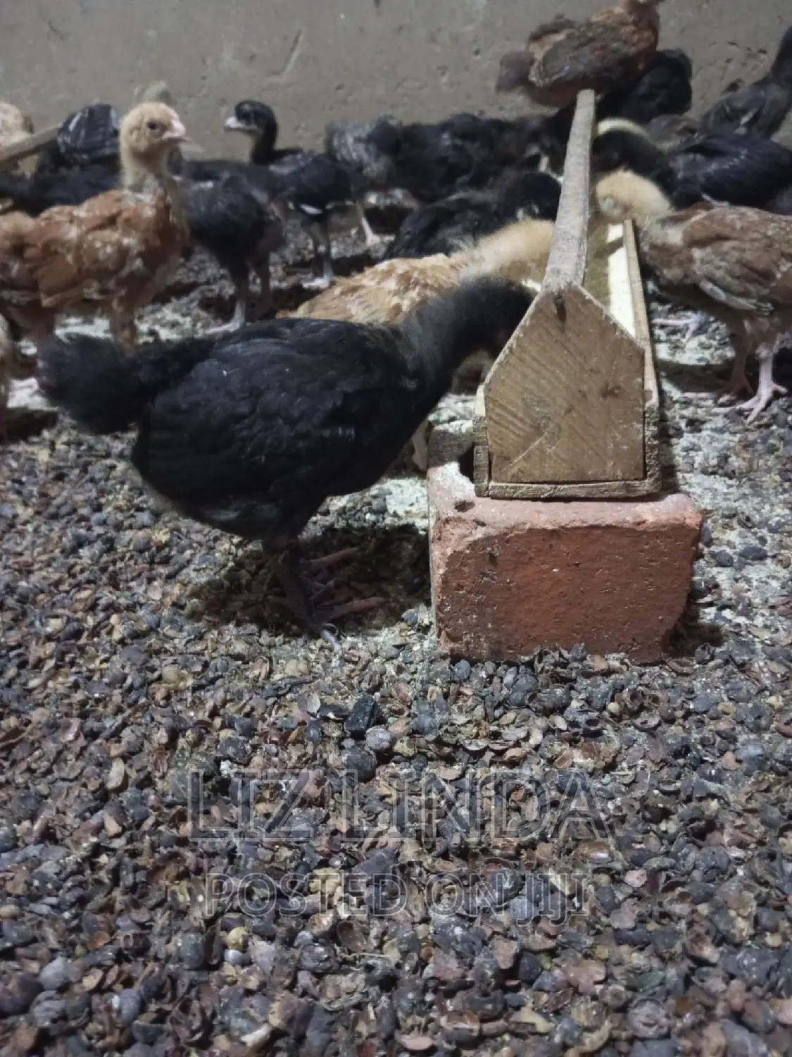 Free Range Local Chickens at One Month 13.